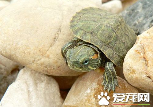 烏龜怎麼養殖 能適應的水溫約為攝氏23—28度