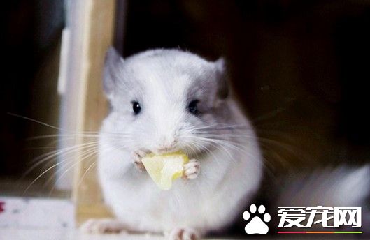 龍貓缺鈣的原因和影響 苜蓿干草中含有豐富的鈣質