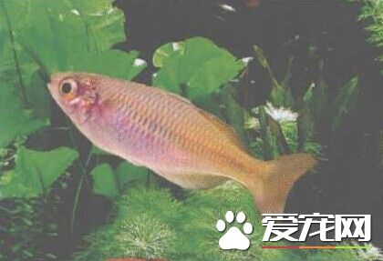 愛琴魚的飼養 愛琴魚最適宜溫度為24～28℃