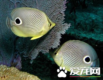 四眼蝶好養嗎 人工飼養四眼蝶的難度較大