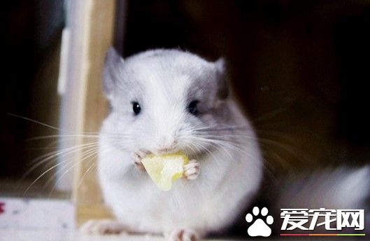 維生素C對龍貓有哪些作用 維生素C是極易流失的