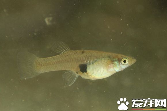 食蚊魚的繁殖 繁殖期為食蚊魚提供充足的食物