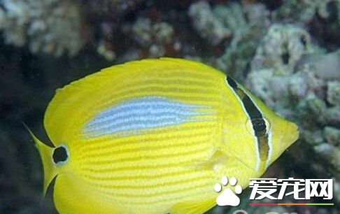 四棘蝴蝶魚飼養環境 對水質有一定的要求