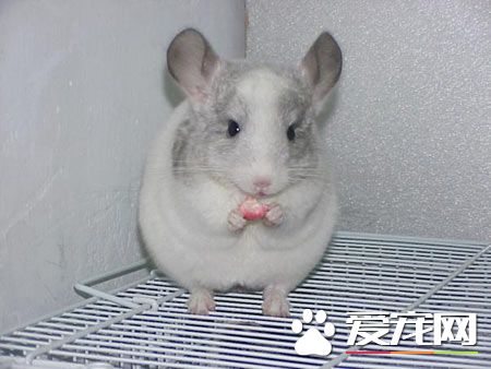 怎麼養龍貓 飼養龍貓遵循以下6個要求