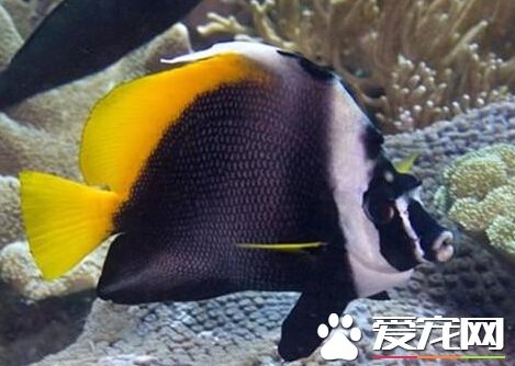 四帶馬夫魚飼養環境 水溫為24～27℃