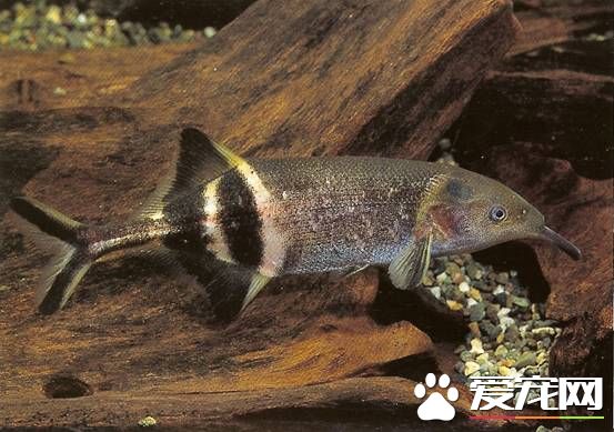 象鼻魚的飼養 愛食沙中的線蟲等小型活餌料