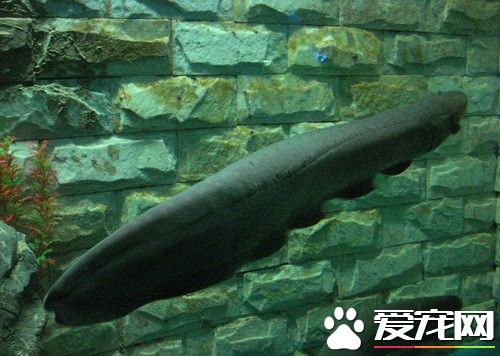 黑魔鬼的飼養 黑魔鬼較愛吃動物性餌料