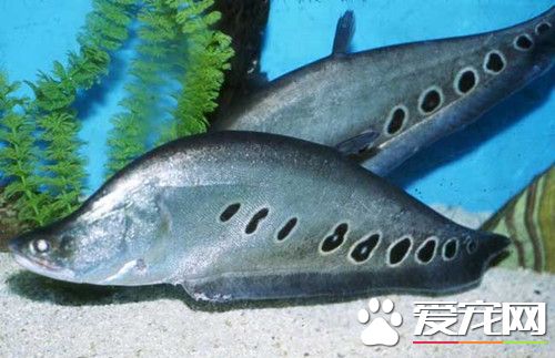 七星刀魚的飼養 七星刀魚最喜歡吃活魚蝦