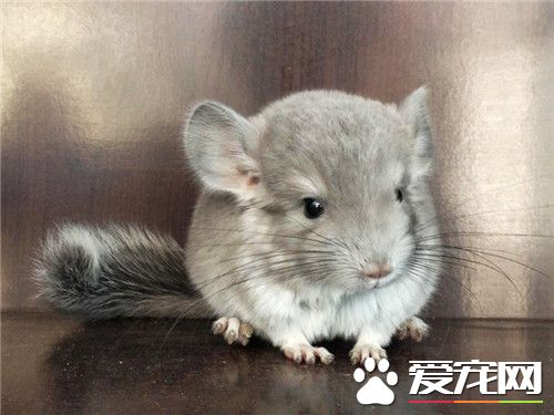 龍貓掉毛的原因 龍貓掉毛的幾個原因和解決辦法