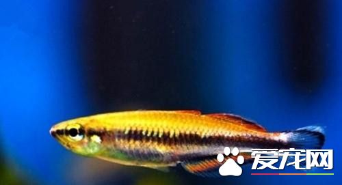 馬達加斯加彩虹的飼養 能和其他小魚混養
