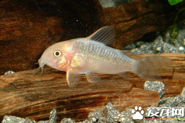 白鼠魚的飼養環境 一般是每3—4天換一次水
