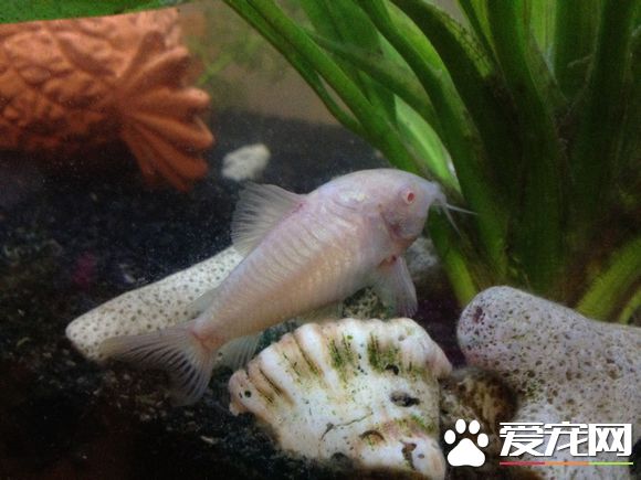 白鼠魚的養護 魚缸底部最好能鋪上一些底砂