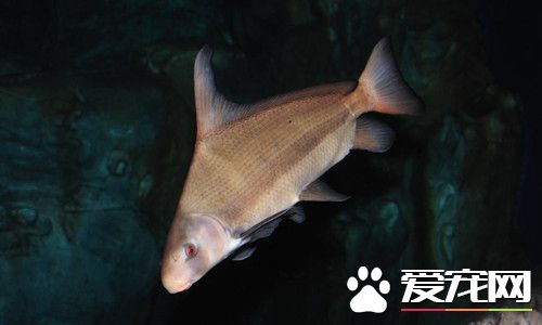胭脂魚好養嗎 胭脂魚主食底棲無脊椎動物