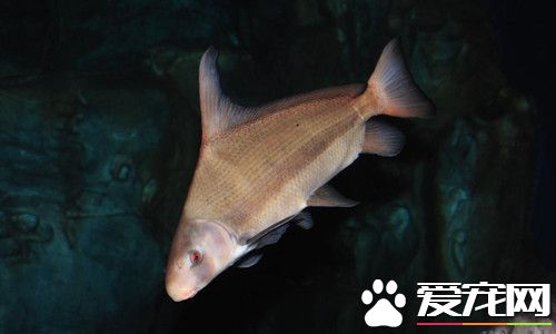 胭脂魚的飼養 比較愛吃絲蚯蚓等活餌料