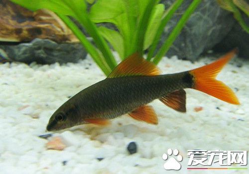 紅尾黑鲨的飼養 可以和其他大小相當的魚混養