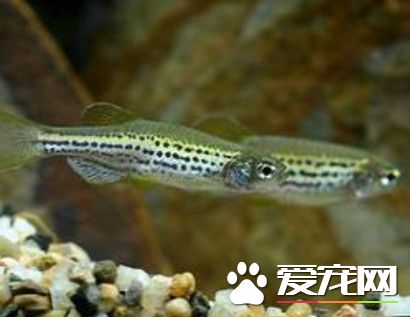 豹紋斑馬魚的飼養 豹紋斑馬魚能接受各種餌料