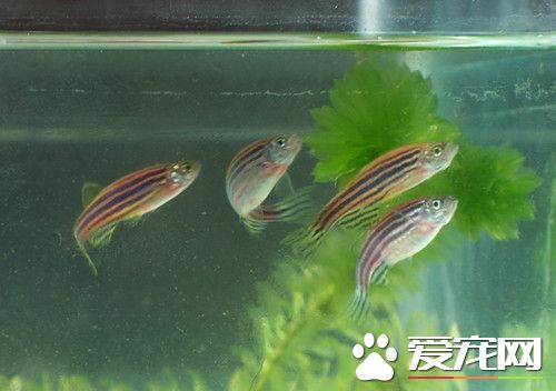 斑馬魚的飼養 最適宜生長的溫度是25℃