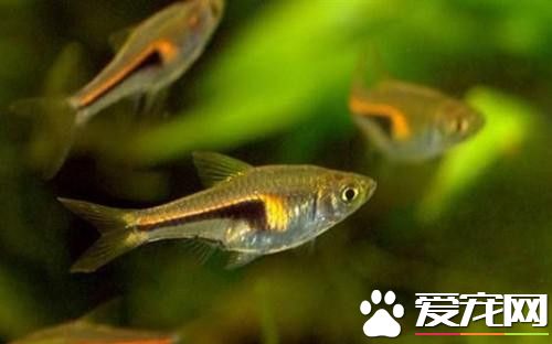籃三角魚的飼養 喜食活餌料也食干飼料