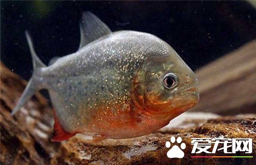 食人鲳的飼養 可以用小魚肉塊等喂養