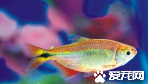 黑十字魚的飼養 可以適應30～32℃的溫度