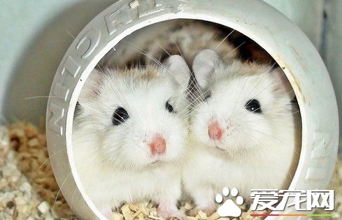 倉鼠飲食的注意事項 主食大多以雜糧為主