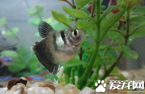 黑裙魚的飼養 水族箱中多植些柔軟的水草