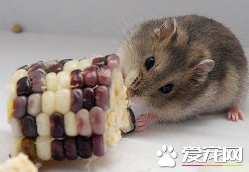 小倉鼠什麼時候斷奶 大約是二十五天左右
