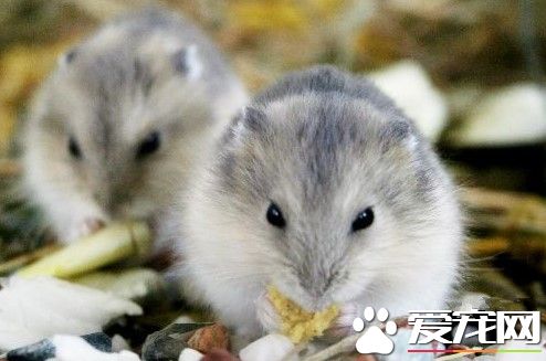 養倉鼠需注意哪些方面 一個籠子裡只能養一只