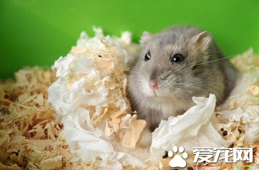 被倉鼠咬了怎麼辦 大量水沖洗後用酒精或碘酒消毒