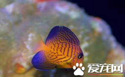 夏威夷吊好養嗎 要選擇280升以上水族箱飼養