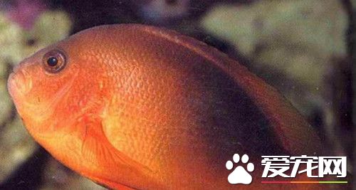 印度金圈吊如何飼養 應該適當提供些底沙