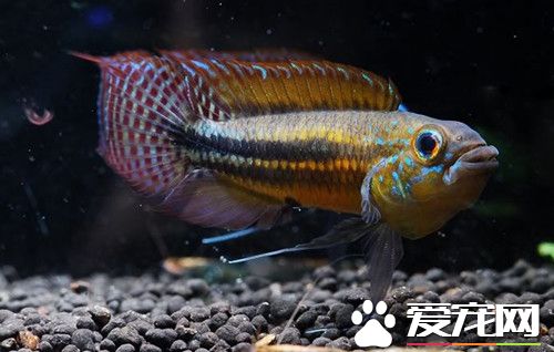 雙帶短鲷繁殖 繁殖時體色會變成明亮的黃色