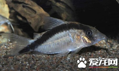 印第安鼠飼養 每周投喂2～3次就可以了