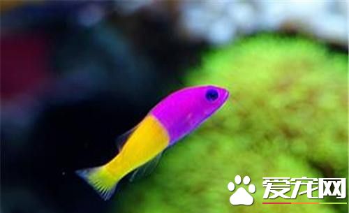 雙色草莓魚好養嗎 雙色草莓魚的飼養難度一般