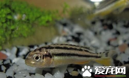 非洲鳳凰的飼養 成熟雄魚間也會為雌魚相斗