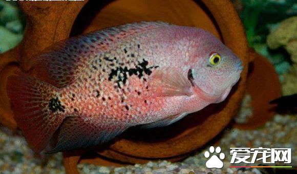 火口魚的飼養 最適宜生長溫度23～25℃