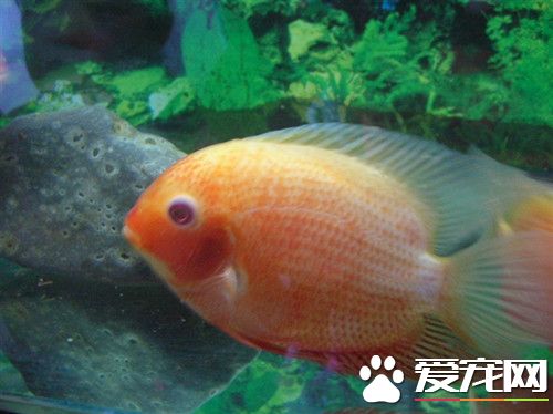 菠蘿魚的飼養 最適宜的生長水溫22～30℃