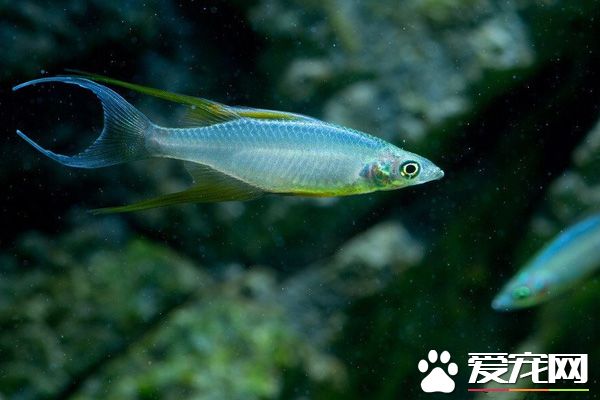 燕子美人繁殖 要提供給親魚做繁殖場所