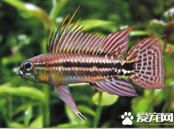 酋長短鲷飼養 需要添加黑水來處理水質