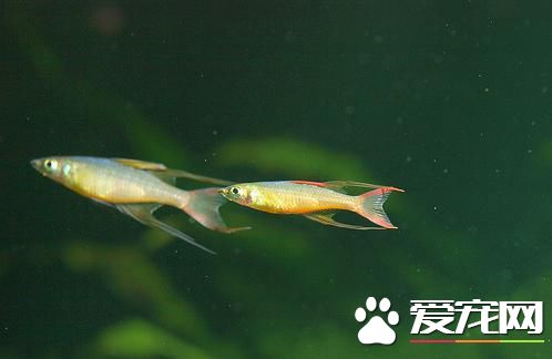 燕子美人燈魚好養嗎 最適合在水溫為26—27度