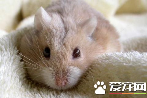 倉鼠有哪些常見病 6種常見病及治療方法