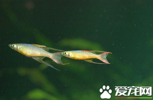 燕子美人的飼養 燕子美人燈魚主要以水蚤為食