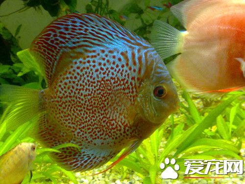 七彩神仙魚飼養 好食動物性餌料和活餌料