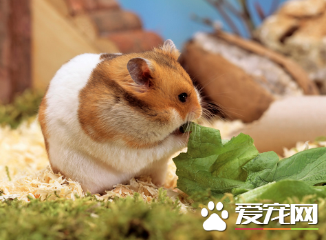 如何教會倉鼠自己洗澡 多強迫它鑽鑽沙子