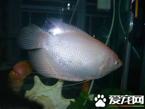 招財魚繁殖 雌魚產卵可多達2000粒左右