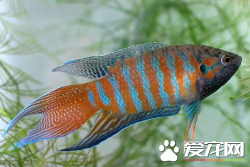 白兔魚繁殖 產卵時應將水質調為弱酸或中性