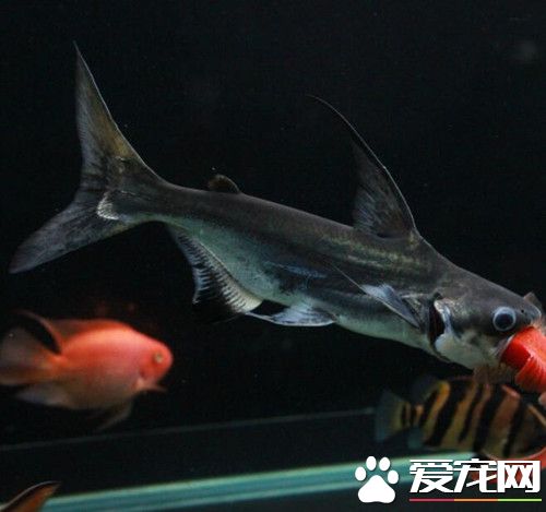 成吉思汗魚變色怎麼辦 應該減少換水次數