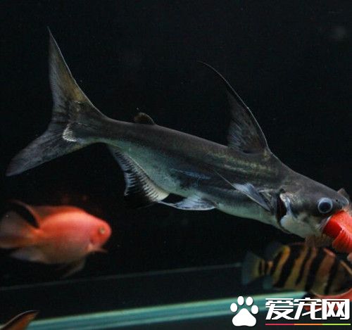 成吉思汗魚飼養 成吉思汗魚性成熟較晚