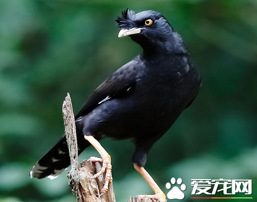 八哥鳥多少錢一只 八哥鳥的價格看什麼類型的