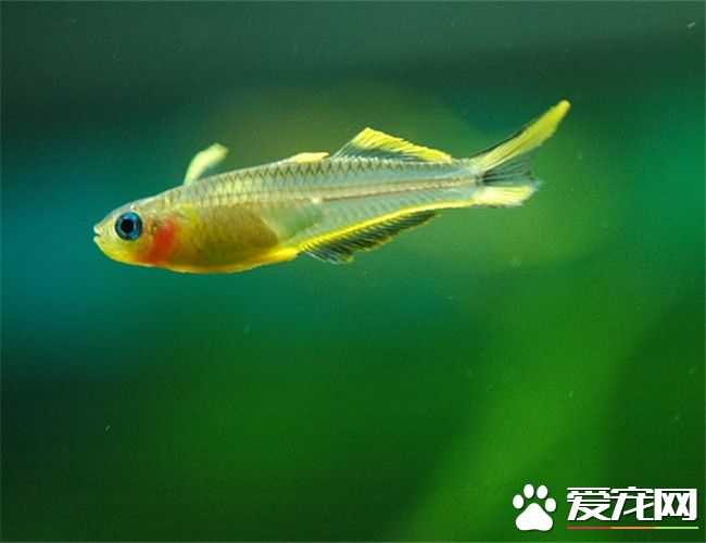 霓虹燕子繁殖 每天或隔天就要換一個托布